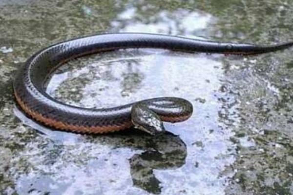 腹斑水蛇市場價格多少錢一斤 腹斑水蛇怎么養