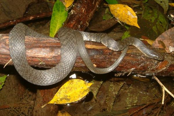 腹斑水蛇市場價格多少錢一斤 腹斑水蛇怎么養