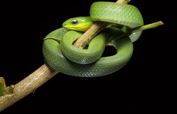 翠青蛇有毒嗎 翠青蛇咬人要不要緊