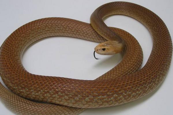 太攀蛇、海蛇、黑曼巴誰的毒性大 太攀蛇的克星是誰