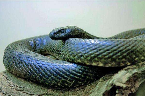 太攀蛇、海蛇、黑曼巴誰的毒性大 太攀蛇的克星是誰
