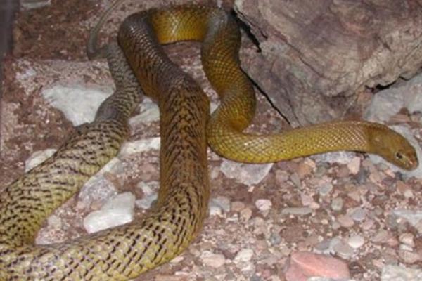 太攀蛇、海蛇、黑曼巴誰的毒性大 太攀蛇的克星是誰