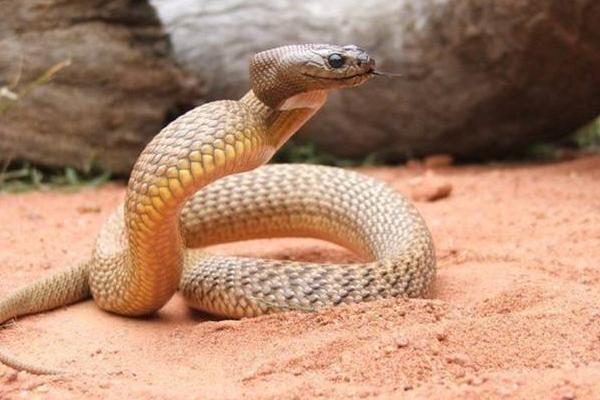 太攀蛇、海蛇、黑曼巴誰的毒性大 太攀蛇的克星是誰