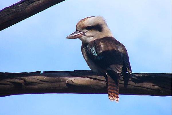太攀蛇、海蛇、黑曼巴誰的毒性大 太攀蛇的克星是誰
