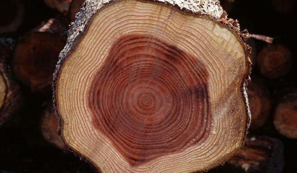 緬花和刺猬紫檀的區(qū)別是什么 刺猬紫檀和緬甸花梨哪個好