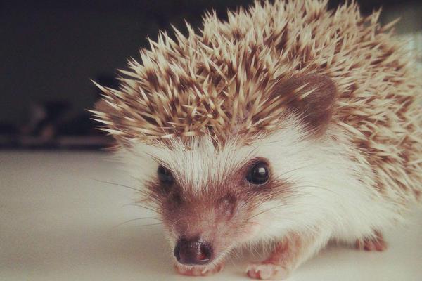 非洲迷你刺猬認主人嗎 刺猬怎么分公母