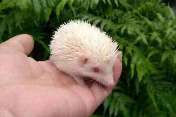 非洲迷你刺猬認主人嗎 刺猬怎么分公母