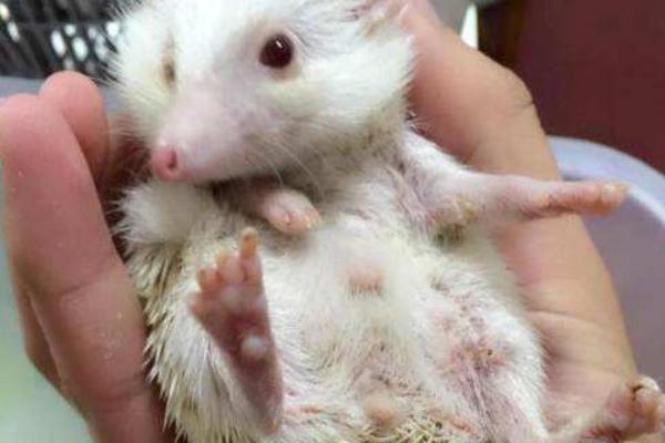 非洲迷你刺猬認主人嗎 刺猬怎么分公母