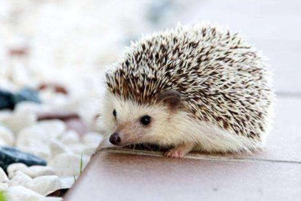 非洲迷你刺猬認主人嗎 刺猬怎么分公母