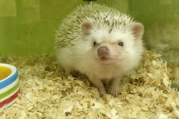 非洲迷你刺猬認主人嗎 刺猬怎么分公母