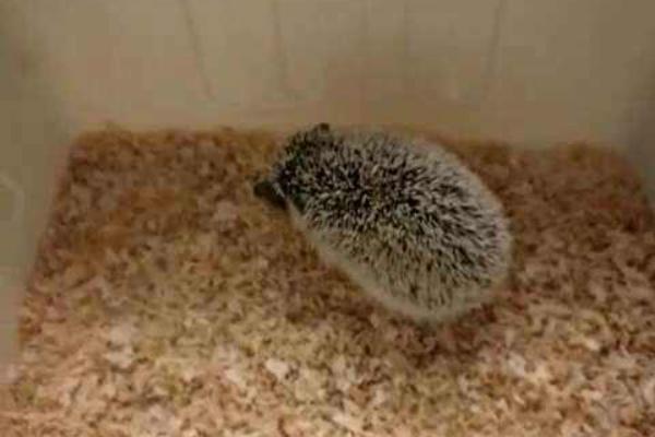 非洲迷你刺猬認主人嗎 刺猬怎么分公母