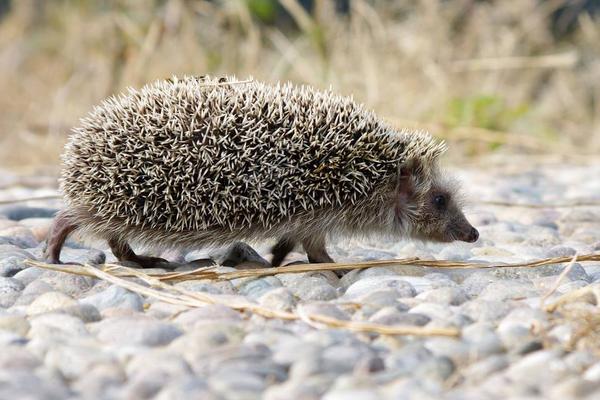 刺猬和豪豬的區別是什么 刺猬生活在什么地方