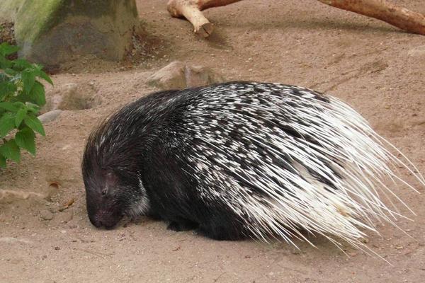 刺猬和豪豬的區(qū)別是什么 刺猬生活在什么地方