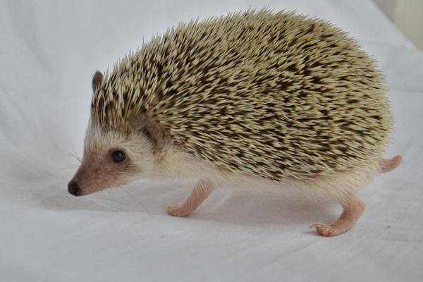 刺猬和豪豬的區(qū)別是什么 刺猬生活在什么地方