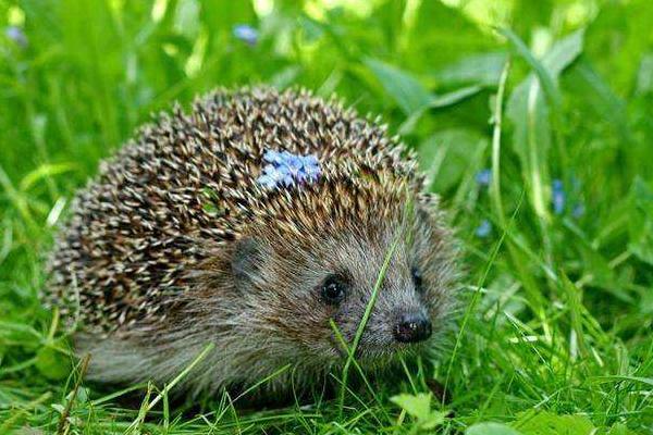 刺猬和豪豬的區(qū)別是什么 刺猬生活在什么地方