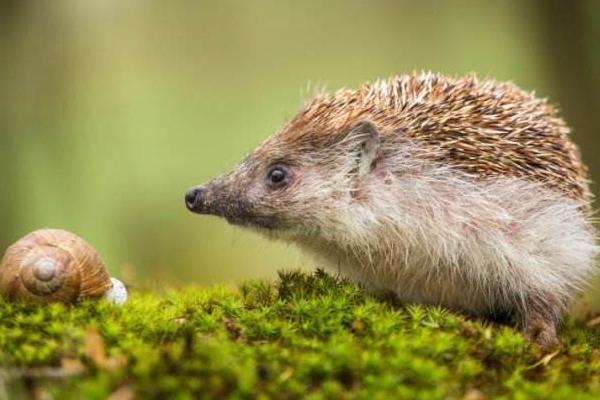 刺猬和豪豬的區(qū)別是什么 刺猬生活在什么地方