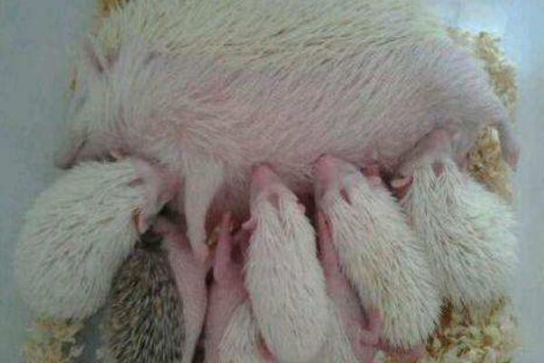 刺猬和豪豬的區(qū)別是什么 刺猬生活在什么地方