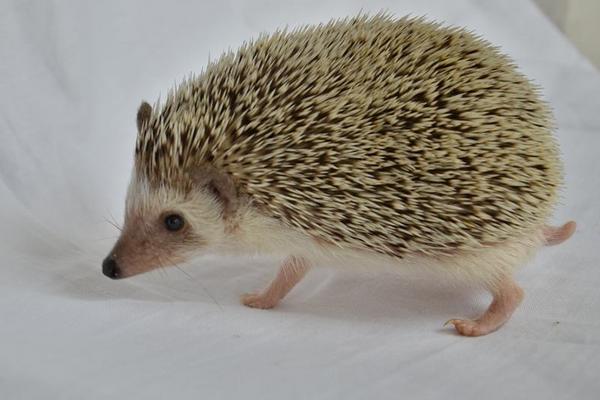 刺猬的刺有什么作用 刺猬怕什么 刺猬有尾巴嗎