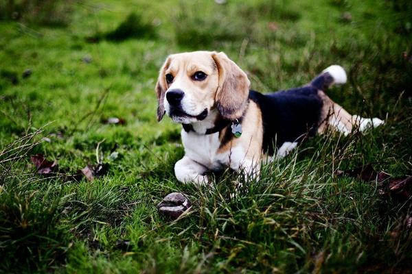 什么寵物狗便宜 寵物狗品種大全