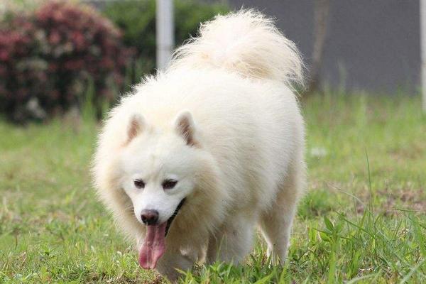 買寵物狗要注意什么 哪種寵物狗最好養