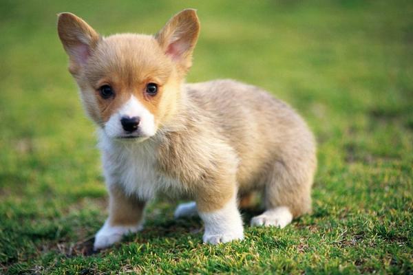 狗狗安樂死痛苦嗎 狗狗死了怎么處理