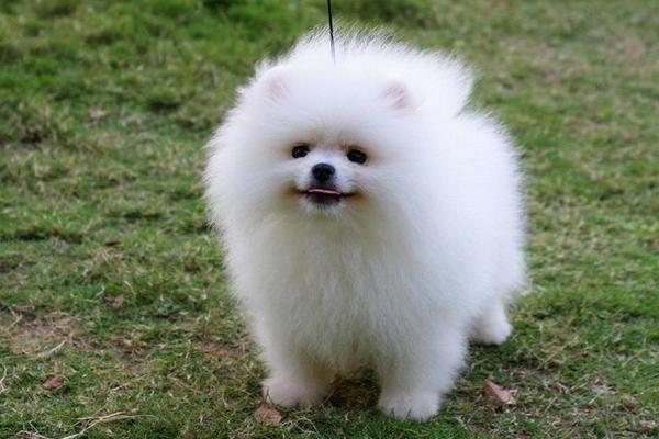 純種博美犬分哪幾種 博美犬怎么造型好看