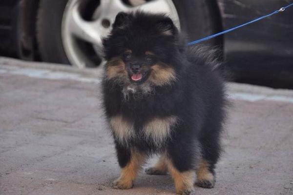 純種博美犬分哪幾種 博美犬怎么造型好看