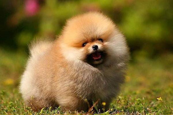 純種博美犬分哪幾種 博美犬怎么造型好看