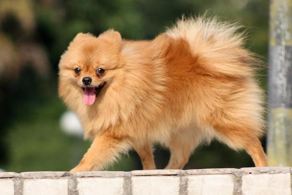 純種博美犬分哪幾種 博美犬怎么造型好看