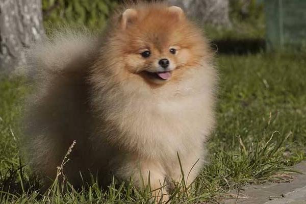 純種博美犬分哪幾種 博美犬怎么造型好看