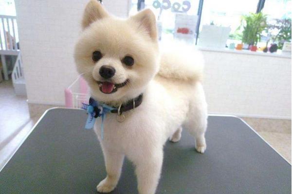 純種博美犬分哪幾種 博美犬怎么造型好看