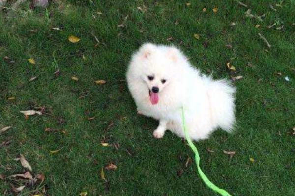 純種博美犬分哪幾種 博美犬怎么造型好看