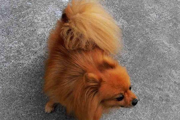 純種博美犬分哪幾種 博美犬怎么造型好看