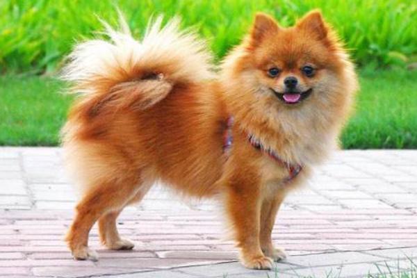 純種博美犬分哪幾種 博美犬怎么造型好看