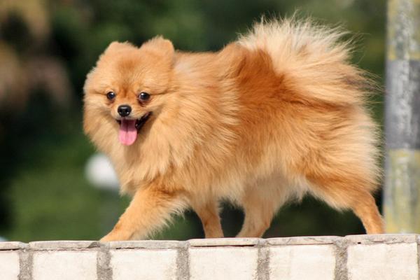 博美犬聰明排第幾 博美犬一次生子能生多少個