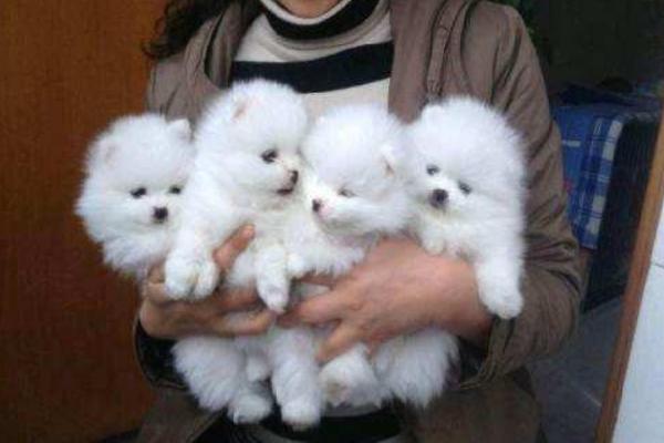 博美犬聰明排第幾 博美犬一次生子能生多少個