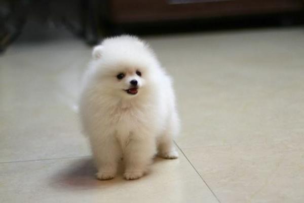 博美犬聰明排第幾 博美犬一次生子能生多少個