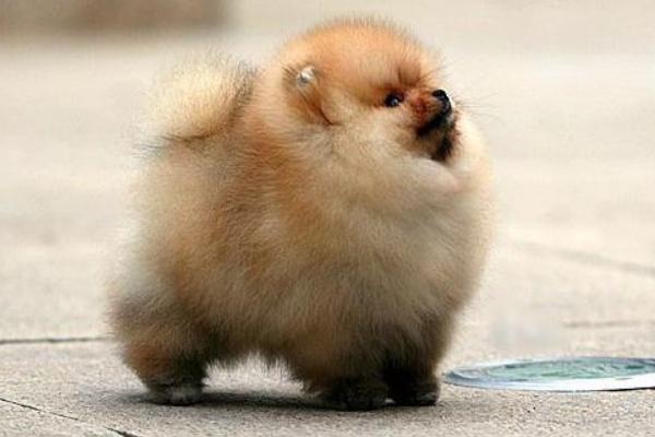 博美犬聰明排第幾 博美犬一次生子能生多少個