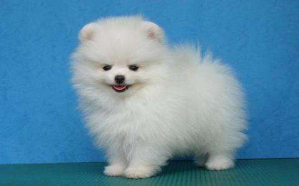 博美犬聰明排第幾 博美犬一次生子能生多少個