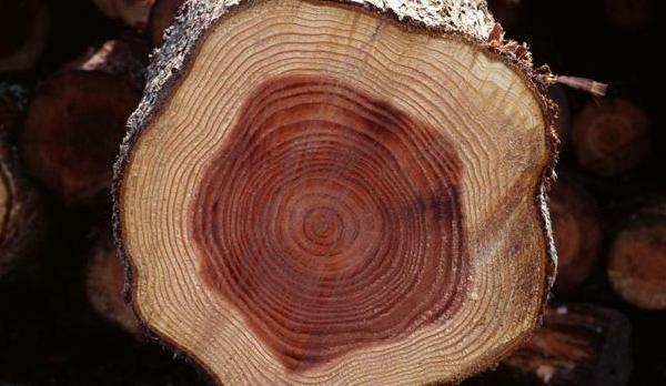 刺猬紫檀產(chǎn)地在哪里 刺猬紫檀怎么鑒別