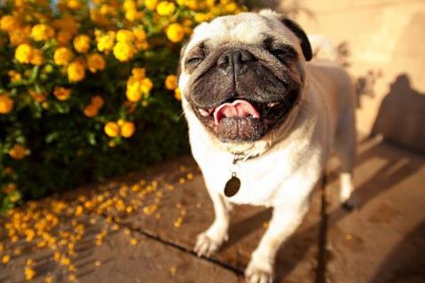 巴哥犬怎么訓(xùn)練 巴哥犬的訓(xùn)練方法