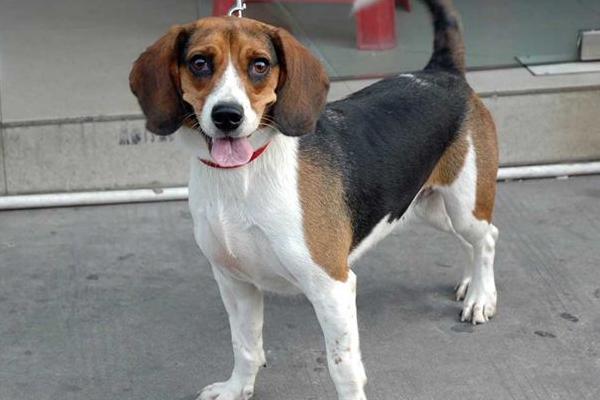 比格犬好養(yǎng)嗎 比格犬優(yōu)缺點