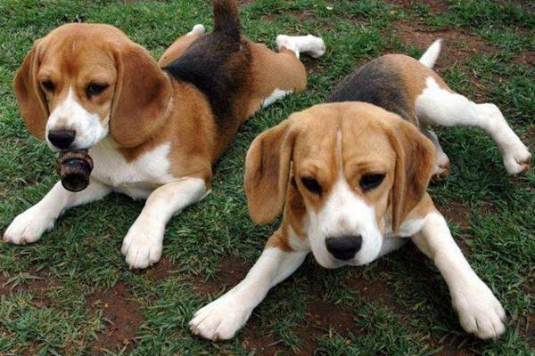 比格犬智商排多少名 比格犬怎么看純不純