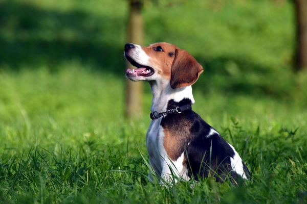 比格犬市場價格多少錢一只 比格犬怎么看品相