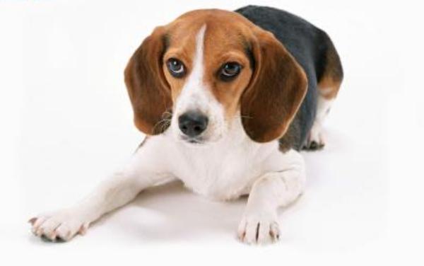 比格犬市場價格多少錢一只 比格犬怎么看品相