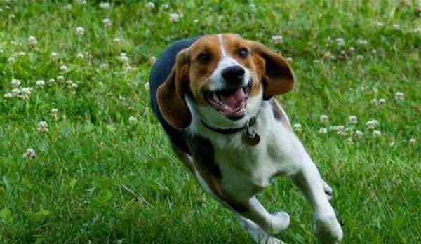 比格犬市場價格多少錢一只 比格犬怎么看品相