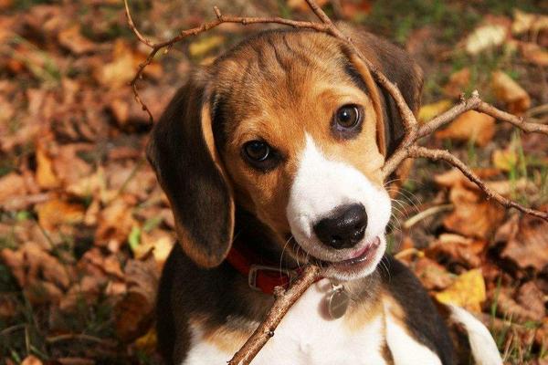 比格犬市場價格多少錢一只 比格犬怎么看品相