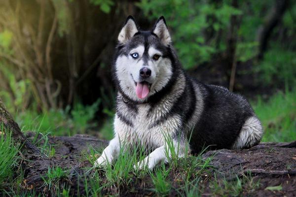 阿拉斯加犬好養嗎 阿拉斯加犬怎樣訓練