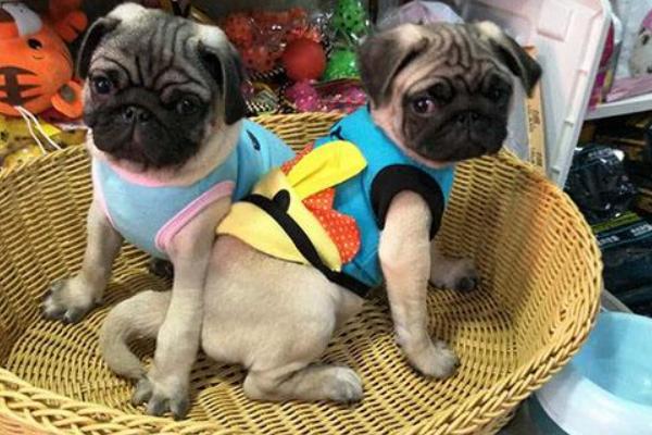 巴哥犬和沙皮狗的區別是什么 巴哥犬為什么身上很臭