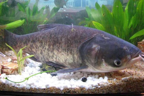 花鰱怎么釣 釣花鰱一般釣多深